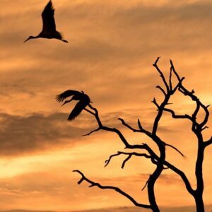 Full-day zimbabwe zambezi national park in Victoria Falls