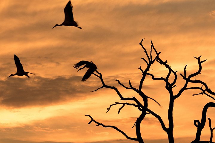 Full-day zimbabwe zambezi national park in Victoria Falls