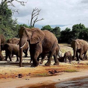 Game drive in zambezi national in Victoria Falls