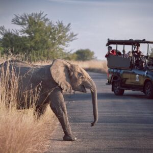 Game drive in zimbabwe in Victoria Falls