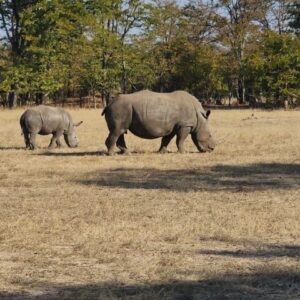 Game drive rhino safari walk in Victoria Falls