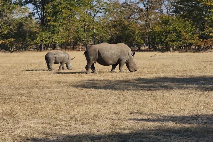 Game drive rhino safari walk in Victoria Falls