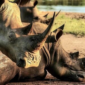 Guided rhino trek and bush in Victoria Falls