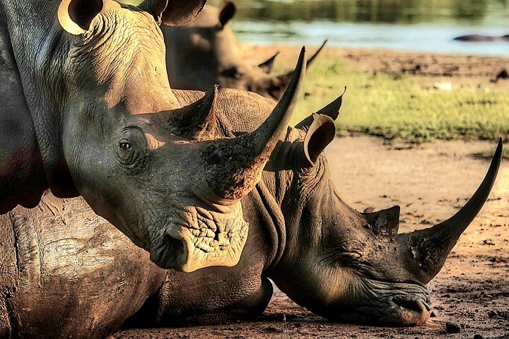 Guided rhino trek and bush in Victoria Falls