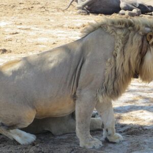 Hwange 2 nights bush camping in Hwange National Park
