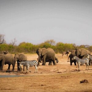 Hwange day trip from victoria in Hwange National Park