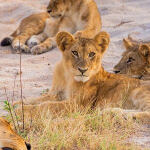 Hwange full day trip in Hwange National Park