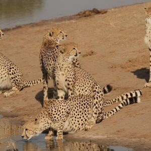 Hwange national park full day in Hwange National Park