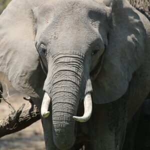 Hwange national park private wildlife in Hwange National Park