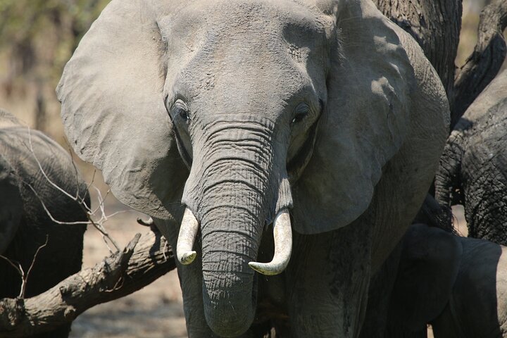 Hwange national park private wildlife in Hwange National Park