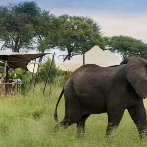 Hwange national park safari in Hwange National Park