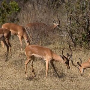 Hwange national park safari overnight in Hwange National Park