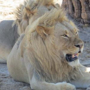 Hwange national park victoria falls in Hwange National Park