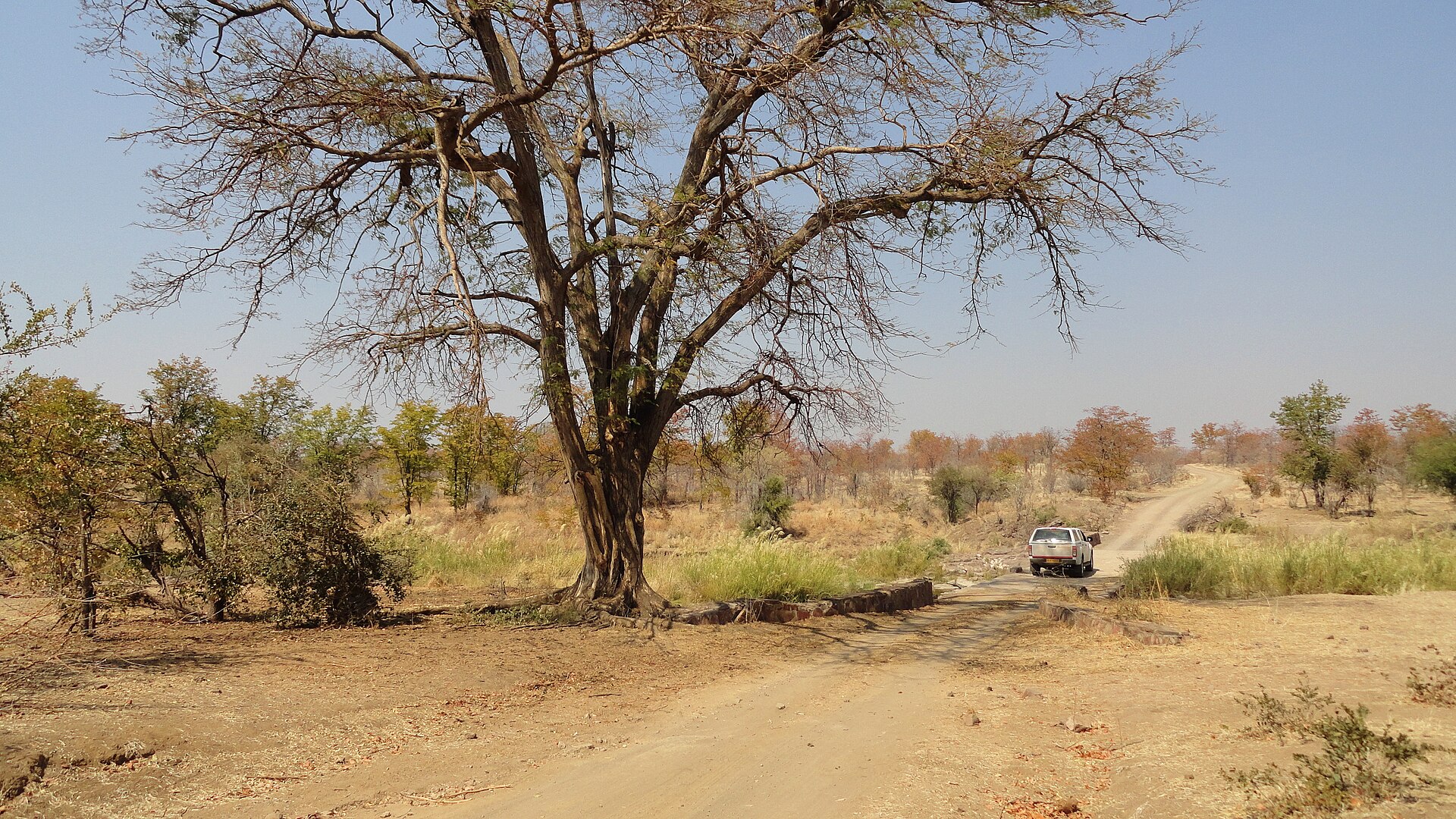 A dirt road running under a large tree towards the Robins area of Hwange National Park, Zimbabwe