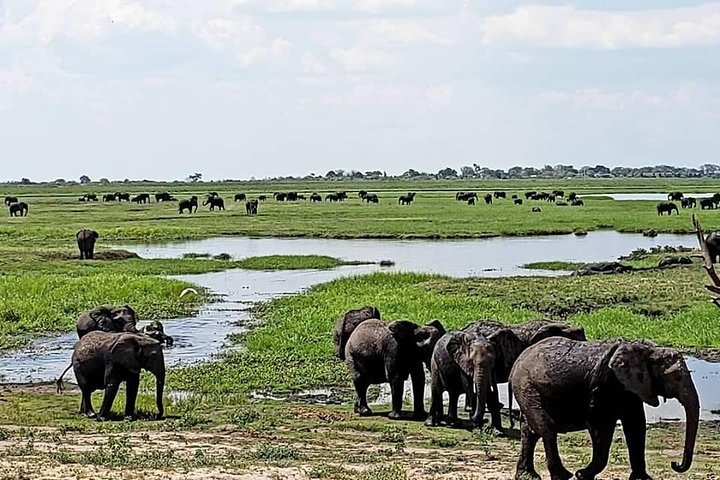 Hwange safari day trip in Hwange National Park