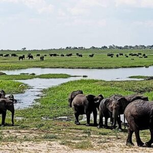 Hwange safari daytrip from vic-falls in Hwange National Park