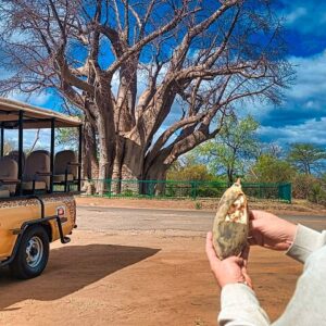 In 4x4 vulture feeding experience in Victoria Falls