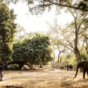 Little Ruckomechi, Mana Pools, Zimbabwe