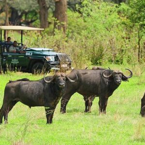 Morning or afternoon game drive in Victoria Falls