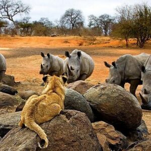 Night rhino game drive in Victoria Falls