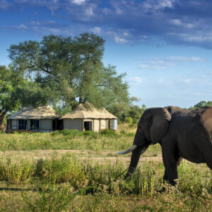 Nyamatusi Mahogany, Mana Pools, Zimbabwe