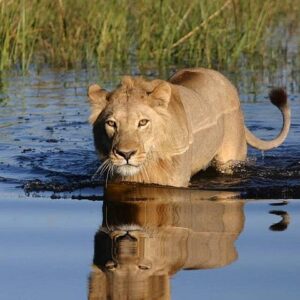 Private game drive and chobe in Victoria Falls