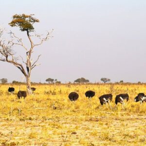 Private guided 9 day tour in Victoria Falls