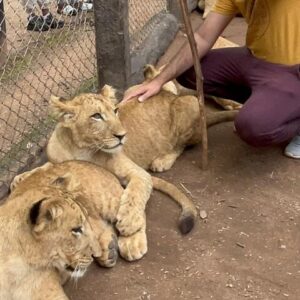 Private harare wildlife tour lion in Harare