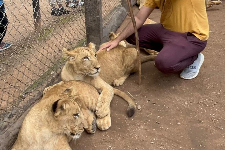 Private harare wildlife tour lion in Harare