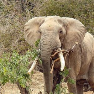 Private hwange np safari day in Hwange National Park
