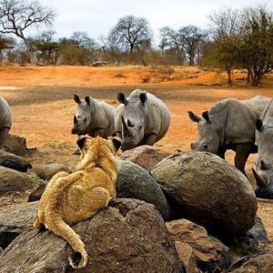 Rhino night drive bush dinner in Victoria Falls
