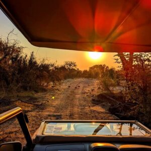 Safari game drive in national in Victoria Falls