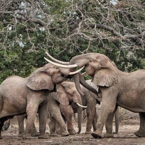Safari game drive in zambezi in Victoria Falls