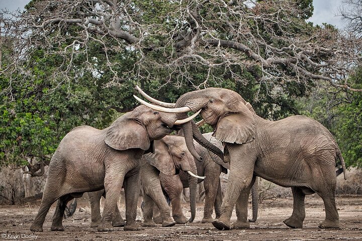 Safari game drive in zambezi in Victoria Falls