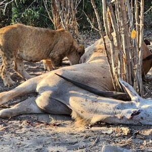 Small group 3 hour zambezi in Victoria Falls