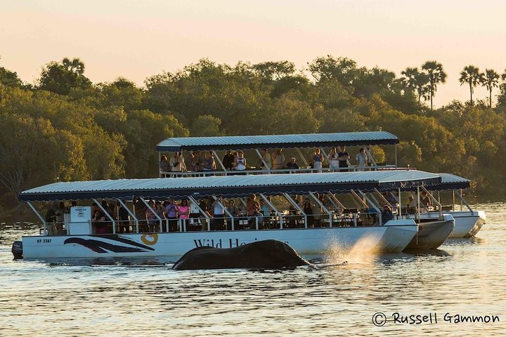 Sundowner cruise on zambezi river in Victoria Falls