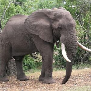 Sunset cruise chobe safari full in Victoria Falls