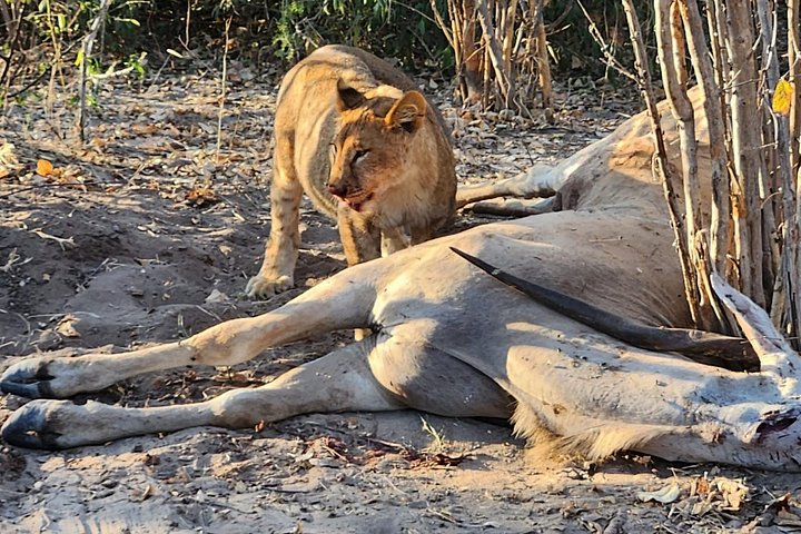 Full chobe experience sunrise in Victoria Falls
