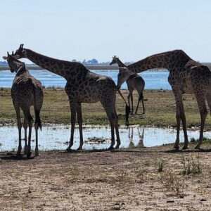 Unique chobe day trip africa in Victoria Falls
