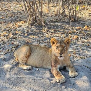 Unique zambezi chamabondo 4x4 safaris in Victoria Falls
