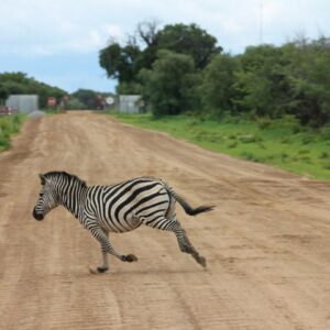 Victoria falls chobe day tour in Victoria Falls
