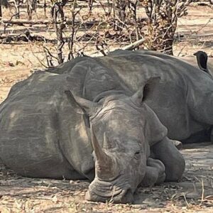 Victoria falls safari adventure both in Victoria Falls