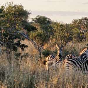 Zambezi national park 3 hour in Victoria Falls