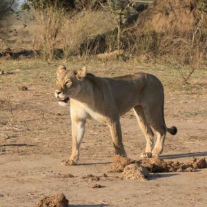 Zambezi national park game drive in Victoria Falls
