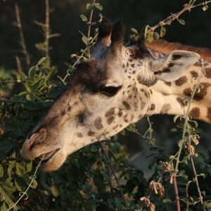 Zambezi national park private wildlife in Victoria Falls